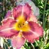 Photo Courtesy of Valley of the Daylilies. Used with Permission.