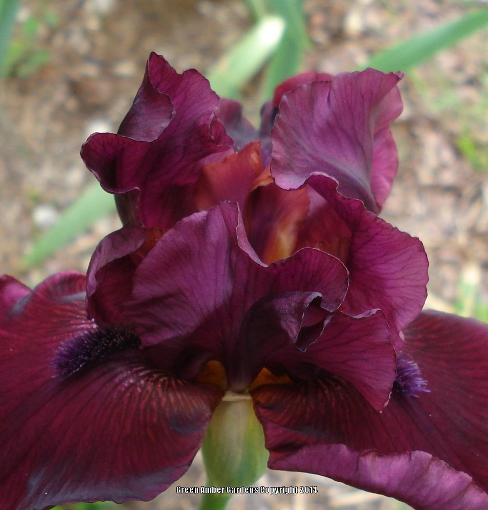 Photo of Tall Bearded Iris (Iris 'Rio Rojo') uploaded by lovemyhouse