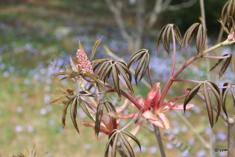 Photo of Red Buckeye (Aesculus pavia) uploaded by typwc