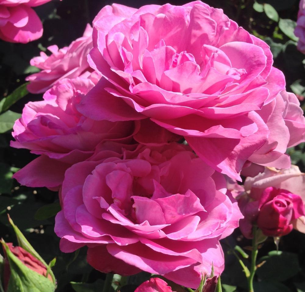 Photo of Rose (Rosa 'Heirloom') uploaded by HamiltonSquare