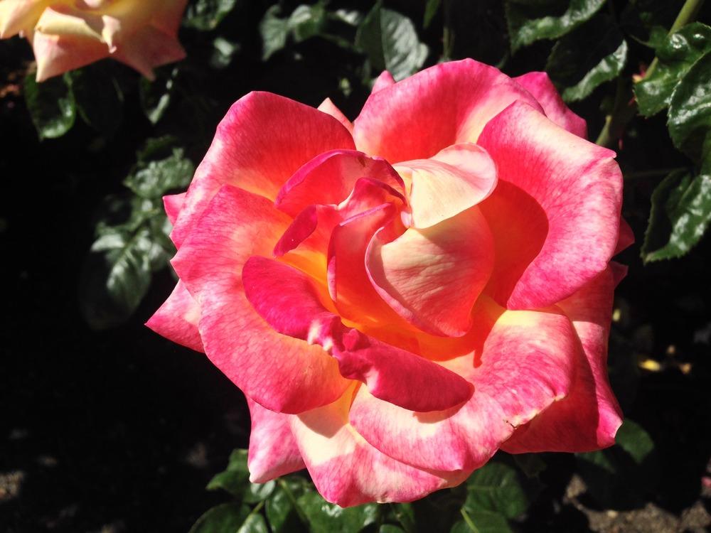 Photo of Rose (Rosa 'Love & Peace') uploaded by HamiltonSquare