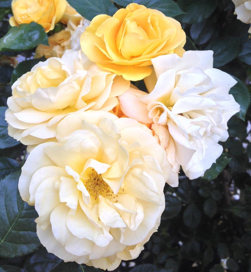 Photo of Floribunda Rose (Rosa 'Julia Child') uploaded by HamiltonSquare