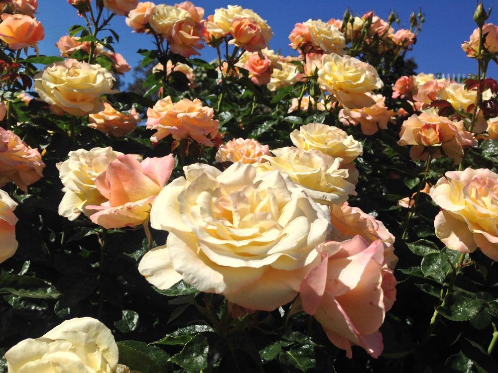 Photo of Rose (Rosa 'Day Breaker') uploaded by HamiltonSquare