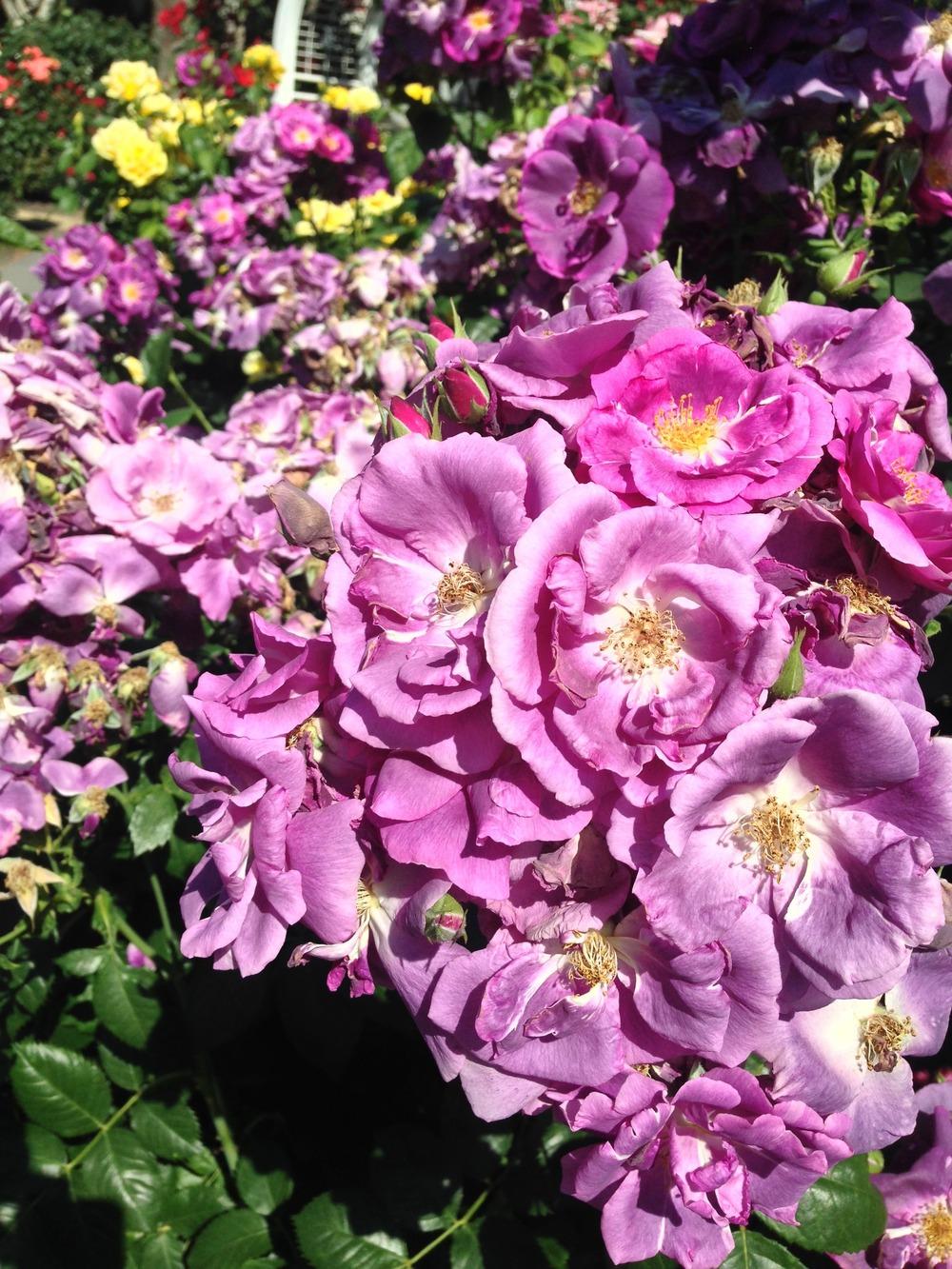 Photo of Rose (Rosa 'Rhapsody in Blue') uploaded by HamiltonSquare