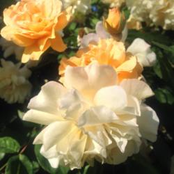 Location: Sacramento State Capitol World Peace Rose Garden
Date: 2014-04-18