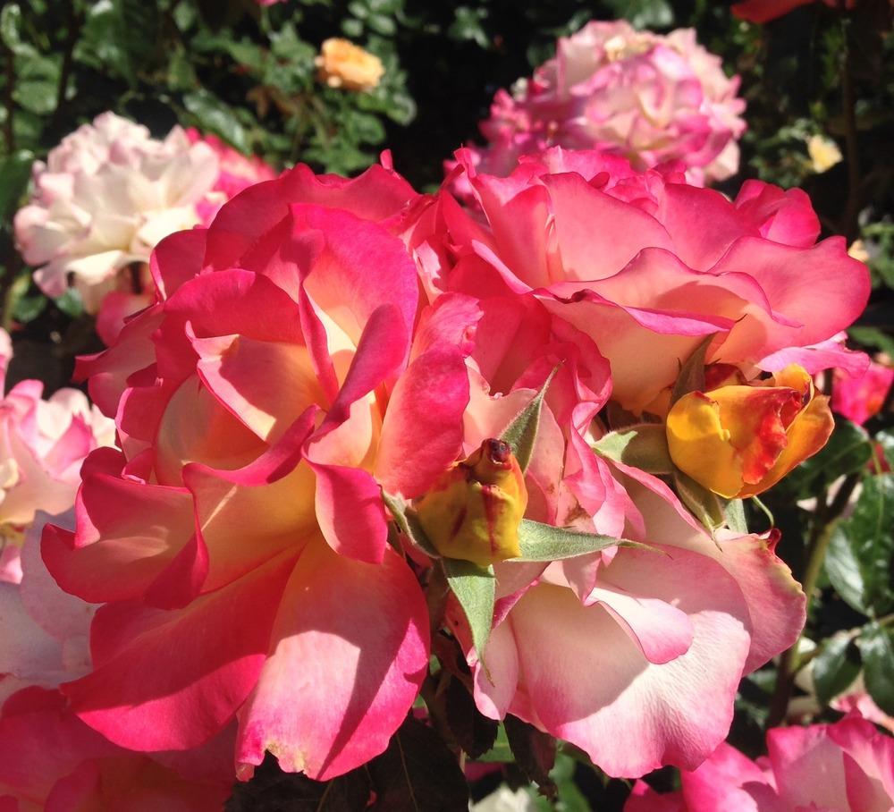 Photo of Rose (Rosa 'Rainbow Sorbet') uploaded by HamiltonSquare