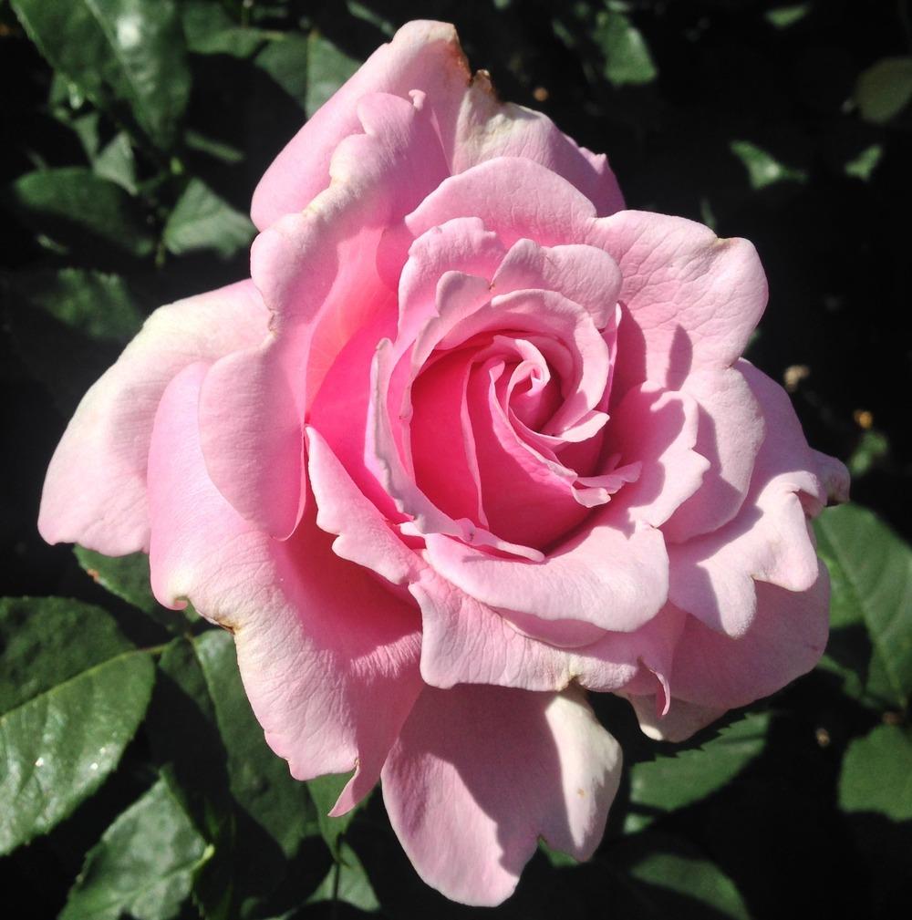 Photo of Rose (Rosa 'Memorial Day') uploaded by HamiltonSquare