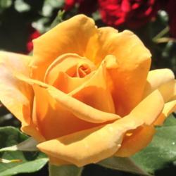 Location: Sacramento State Capitol World Peace Rose Garden
Date: 2014-04-17