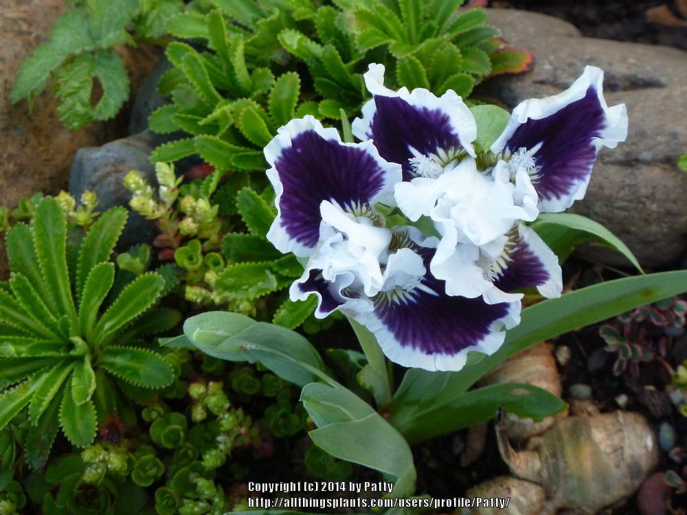 Photo of Standard Dwarf Bearded Iris (Iris 'Puddy Tat') uploaded by Patty