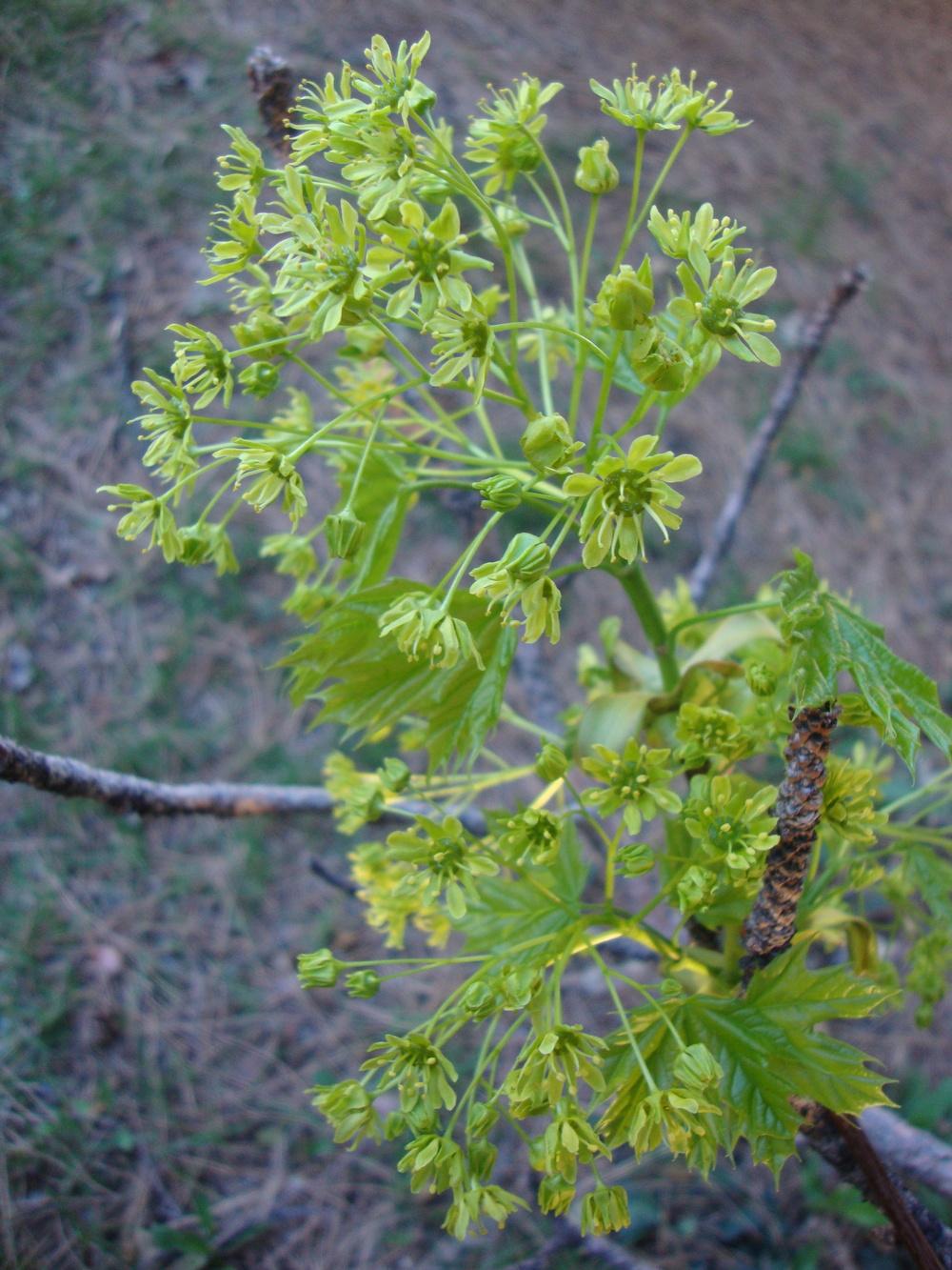 Photo of Silver Maple (Acer saccharinum) uploaded by Paul2032