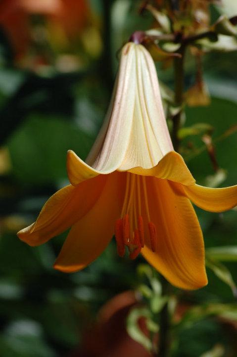 Photo of Lily (Lilium African Queen) uploaded by pixie62560