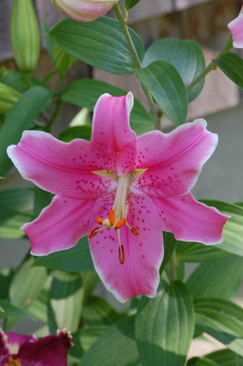 Photo of Lily (Lilium 'Sorbonne') uploaded by pixie62560