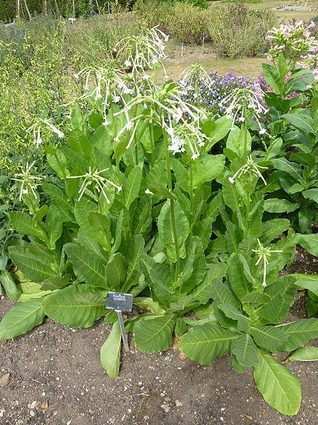 Photo of Woodland Tobacco (Nicotiana sylvestris) uploaded by robertduval14
