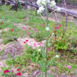 Location: murchison, tx
Date: 2014-04-17 
texas wildflower