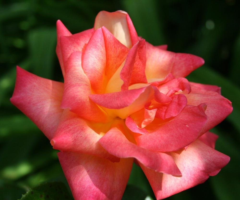 Photo of Rose (Rosa 'Gallivarda') uploaded by Calif_Sue