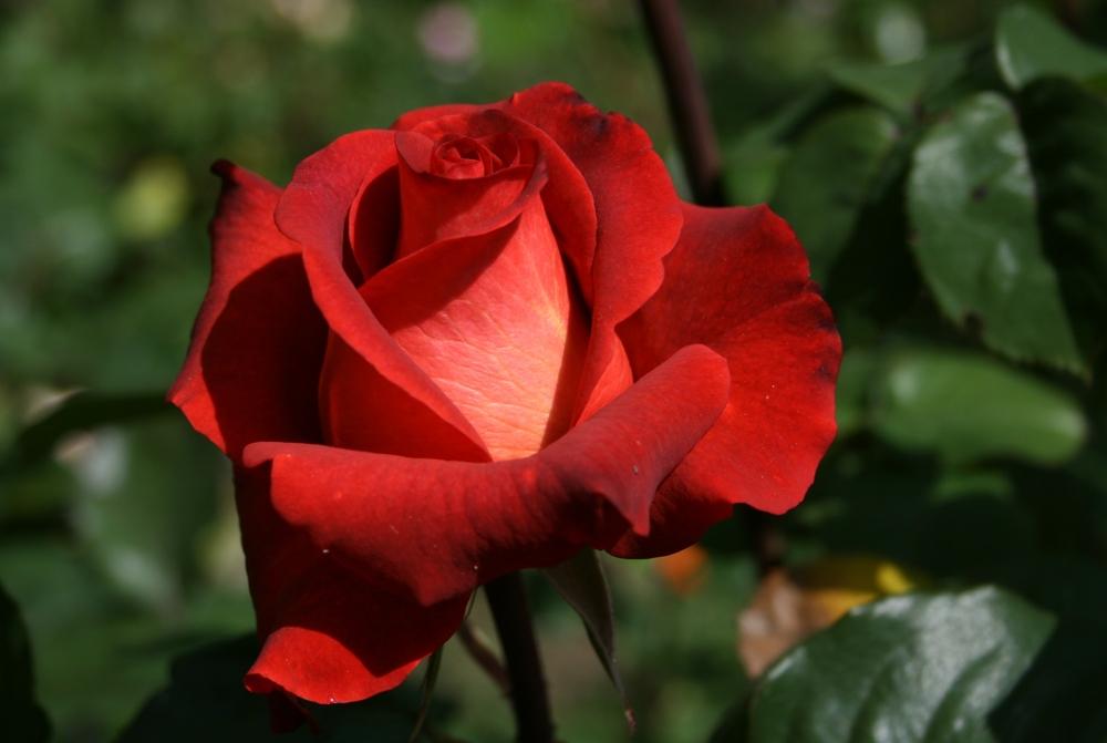 Photo of Rose (Rosa 'Estelle') uploaded by Calif_Sue