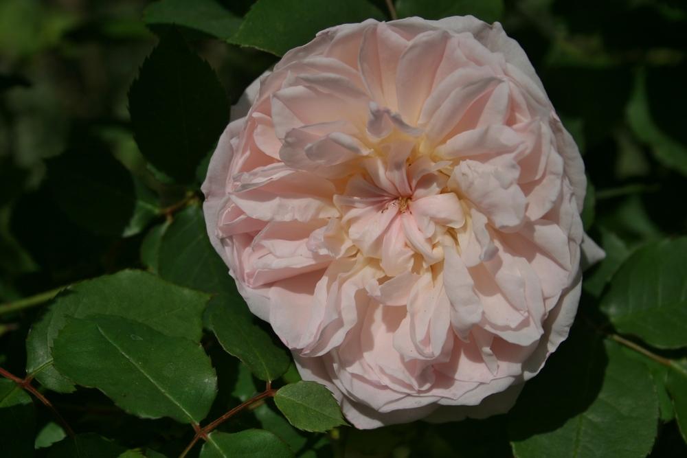 Photo of Rose (Rosa 'Mary Magdalene') uploaded by Calif_Sue
