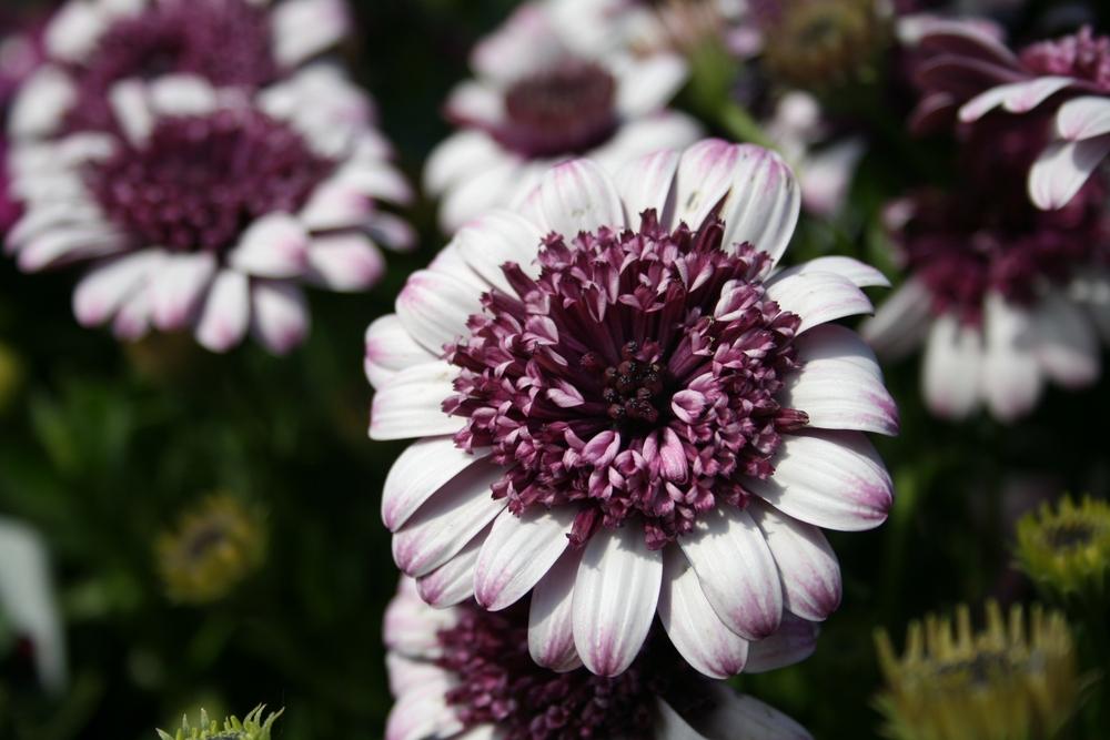 Photo of African Daisy (Osteospermum ecklonis 3D™ Berry White) uploaded by Calif_Sue