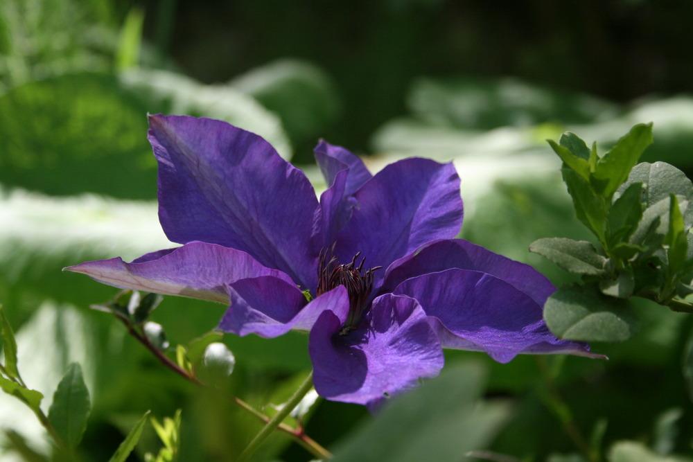 Photo of Clematis 'The President' uploaded by Calif_Sue