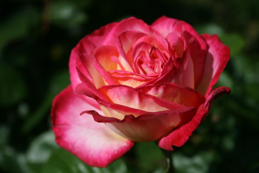 Photo of Rose (Rosa 'Musicale') uploaded by Calif_Sue