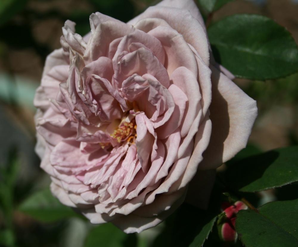 Photo of Rose (Rosa 'Gletscher') uploaded by Calif_Sue