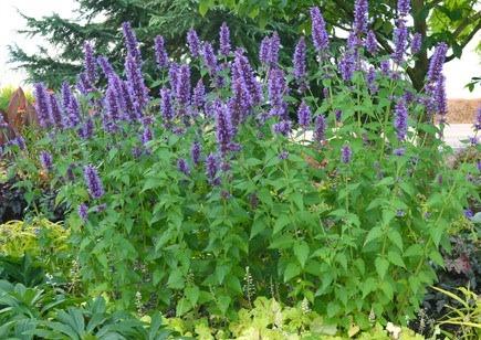 Photo of Hyssop (Agastache 'Blue Boa') uploaded by Calif_Sue