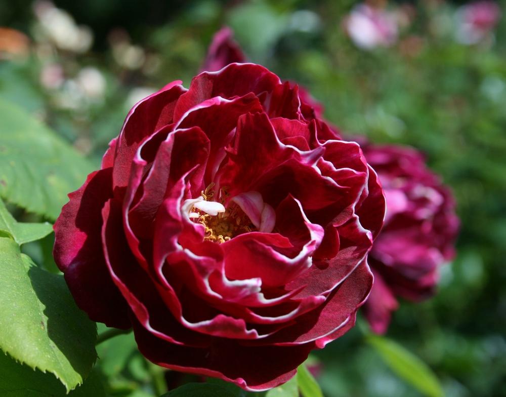 Photo of Rose (Rosa 'Baron Girod de l'Ain') uploaded by Calif_Sue