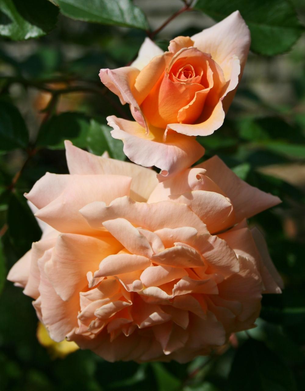 Photo of Rose (Rosa 'Sisters at Heart') uploaded by Calif_Sue