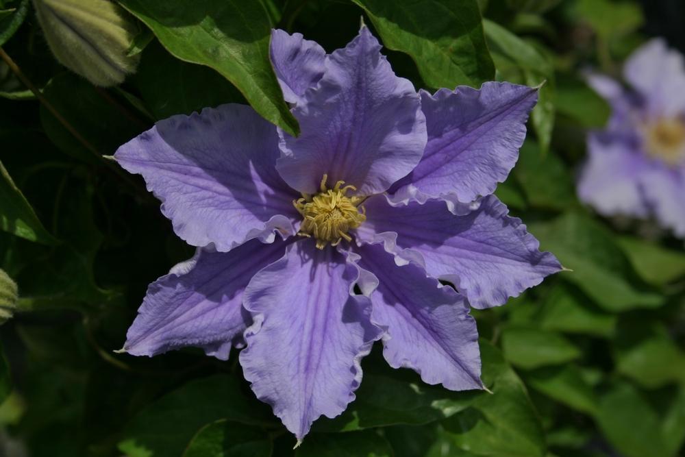 Photo of Clematis 'Will Goodwin' uploaded by Calif_Sue