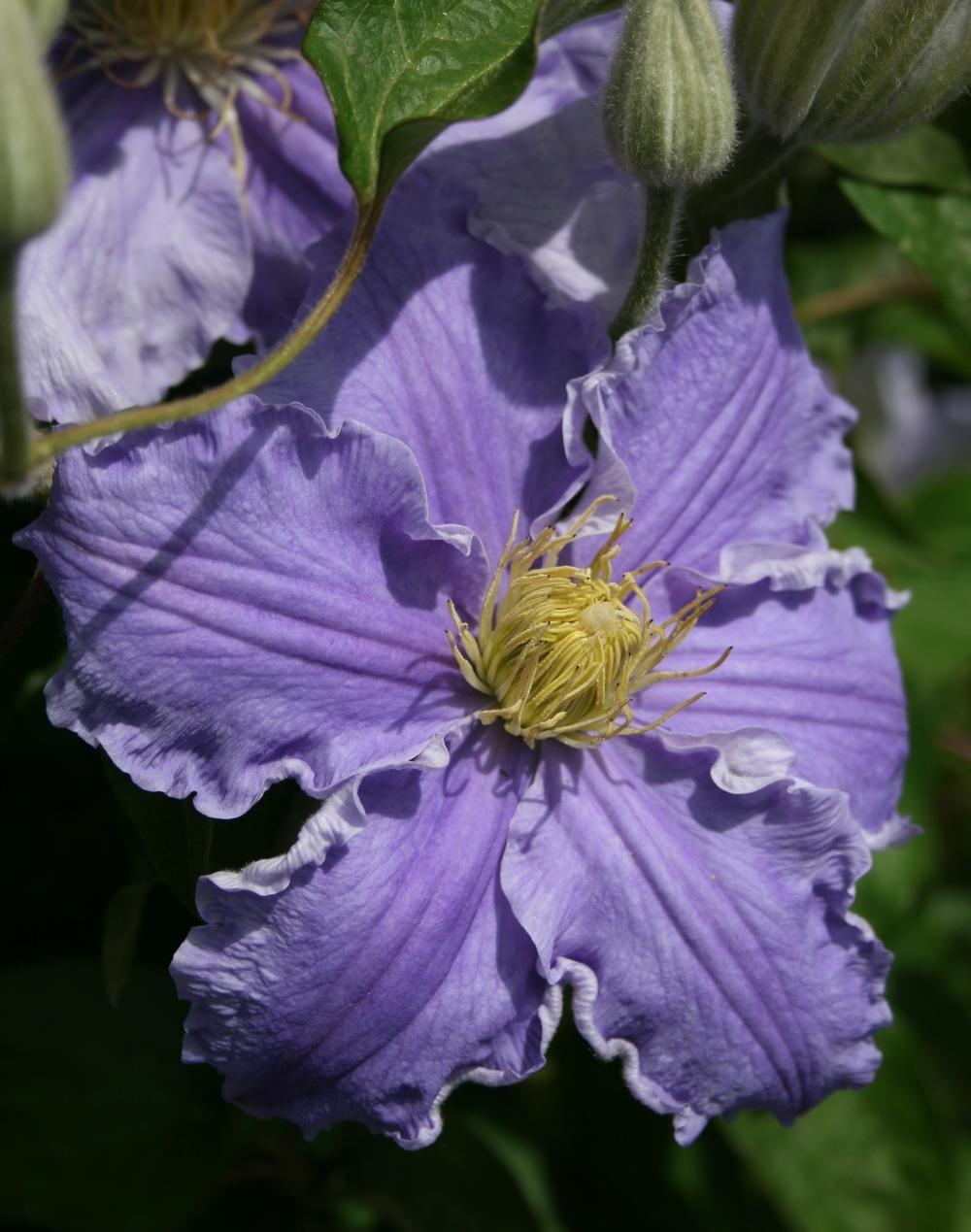 Photo of Clematis 'Will Goodwin' uploaded by Calif_Sue