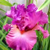 Ravenous Iris