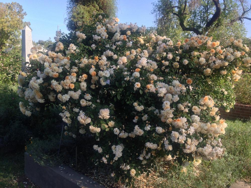 Photo of Hybrid Musk Rose (Rosa 'Buff Beauty') uploaded by HamiltonSquare
