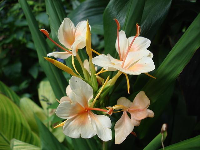 Photo of Hardy Ginger Lily (Hedychium coccineum 'Peach Delight') uploaded by Kabby