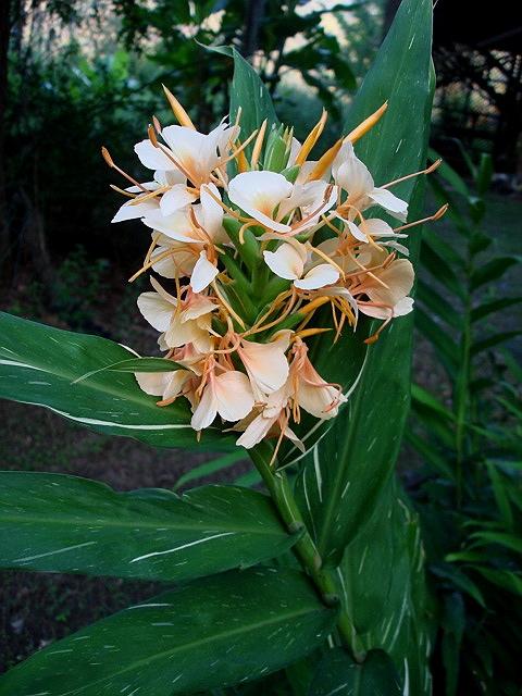 Photo of Ginger Lily (Hedychium 'Dr. Moy') uploaded by Kabby