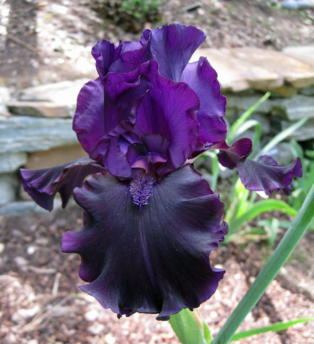 Photo of Tall Bearded Iris (Iris 'Black Phantom') uploaded by Polymerous