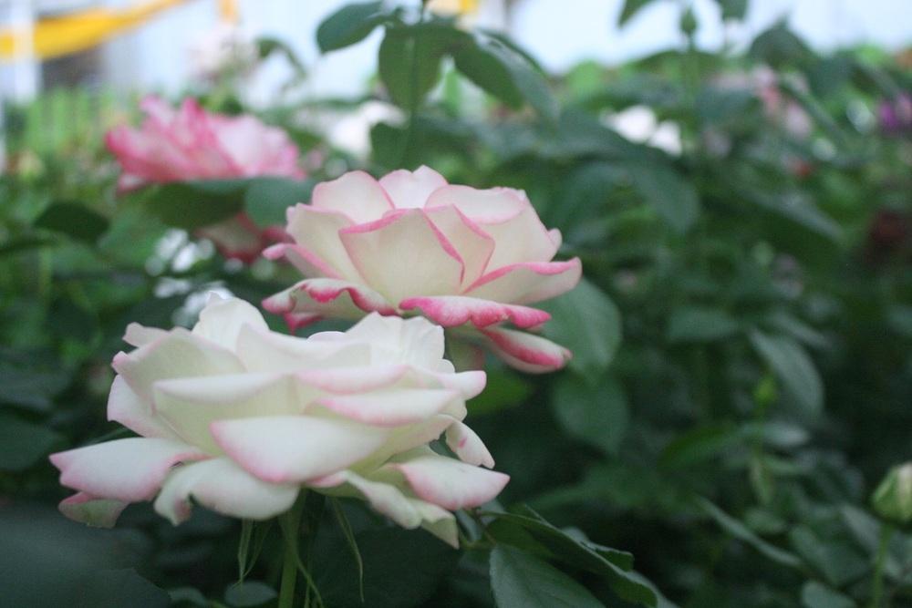 Photo of Rose (Rosa 'Cherry Parfait') uploaded by Skiekitty