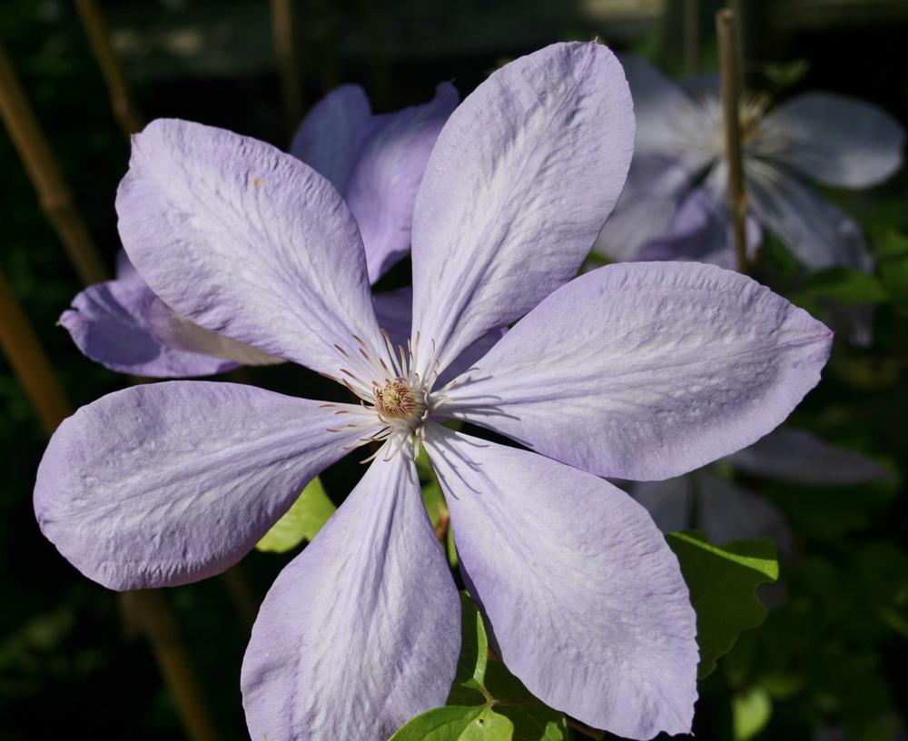 Photo of Clematis 'Mrs. Cholmondeley' uploaded by Calif_Sue