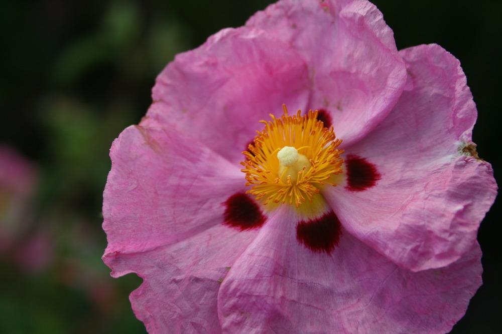 Photo of Purple-Flowered Rockrose (Cistus x purpureus) uploaded by Calif_Sue