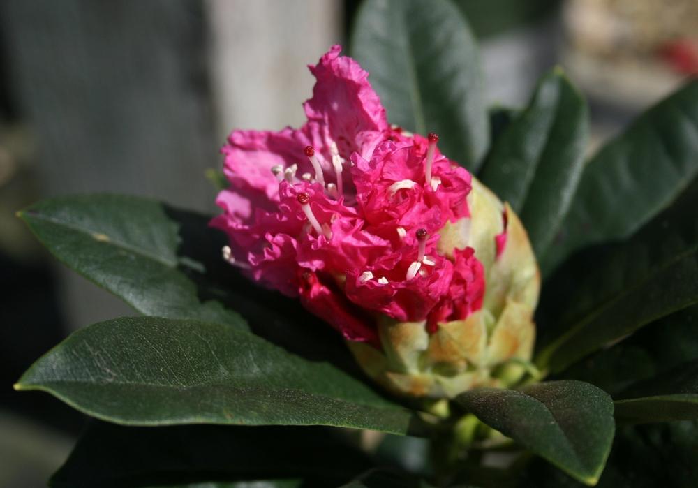 Photo of Rhododendron 'Rocket' uploaded by Calif_Sue