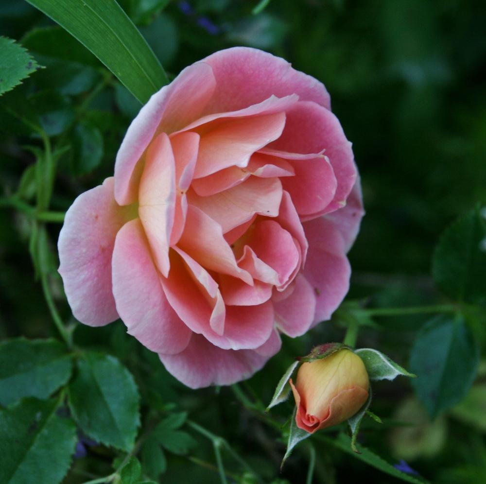 Photo of Rose (Rosa 'Sequoia Twist') uploaded by Calif_Sue
