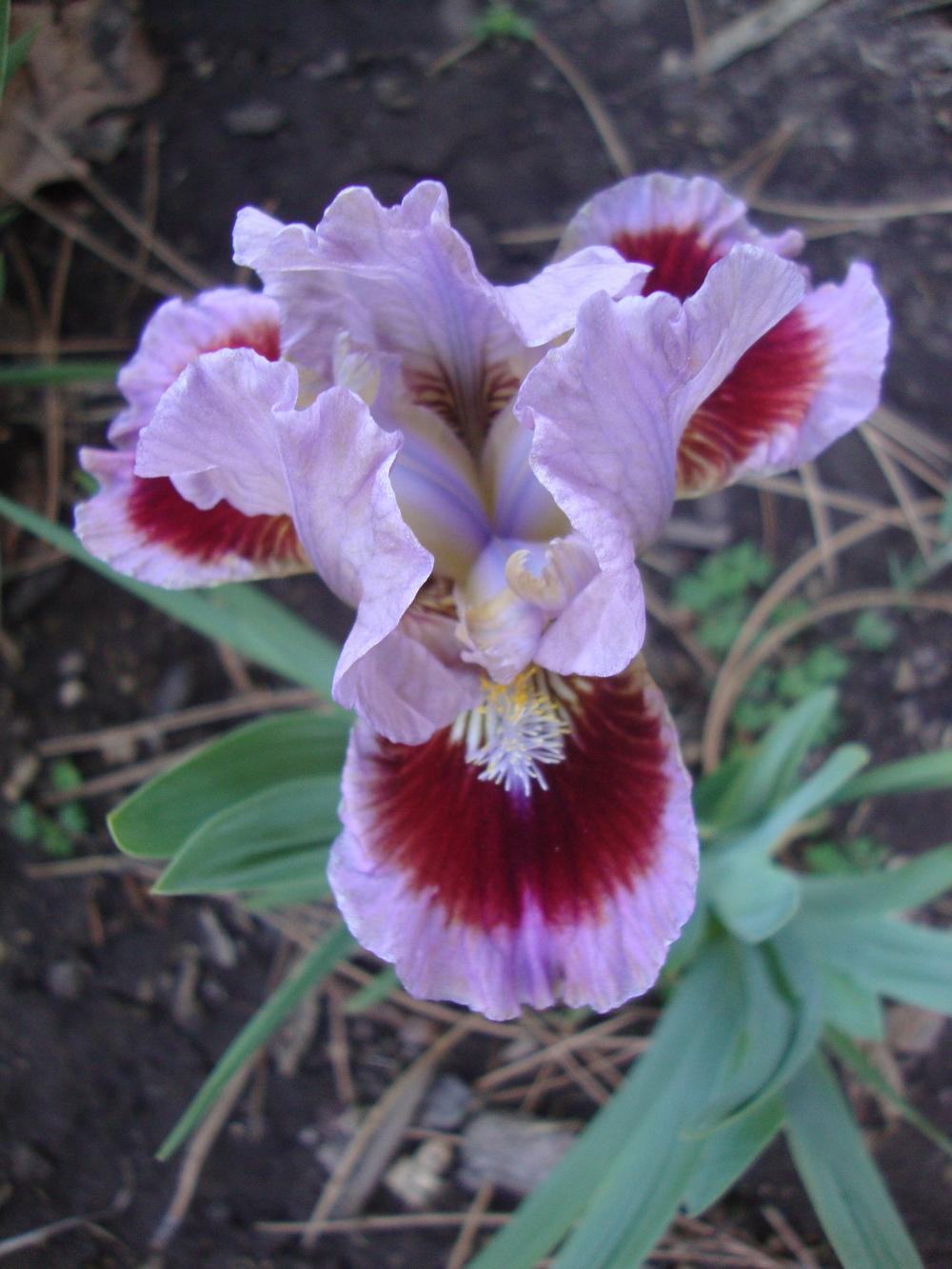 Photo of Standard Dwarf Bearded Iris (Iris 'Going in Circles') uploaded by Paul2032