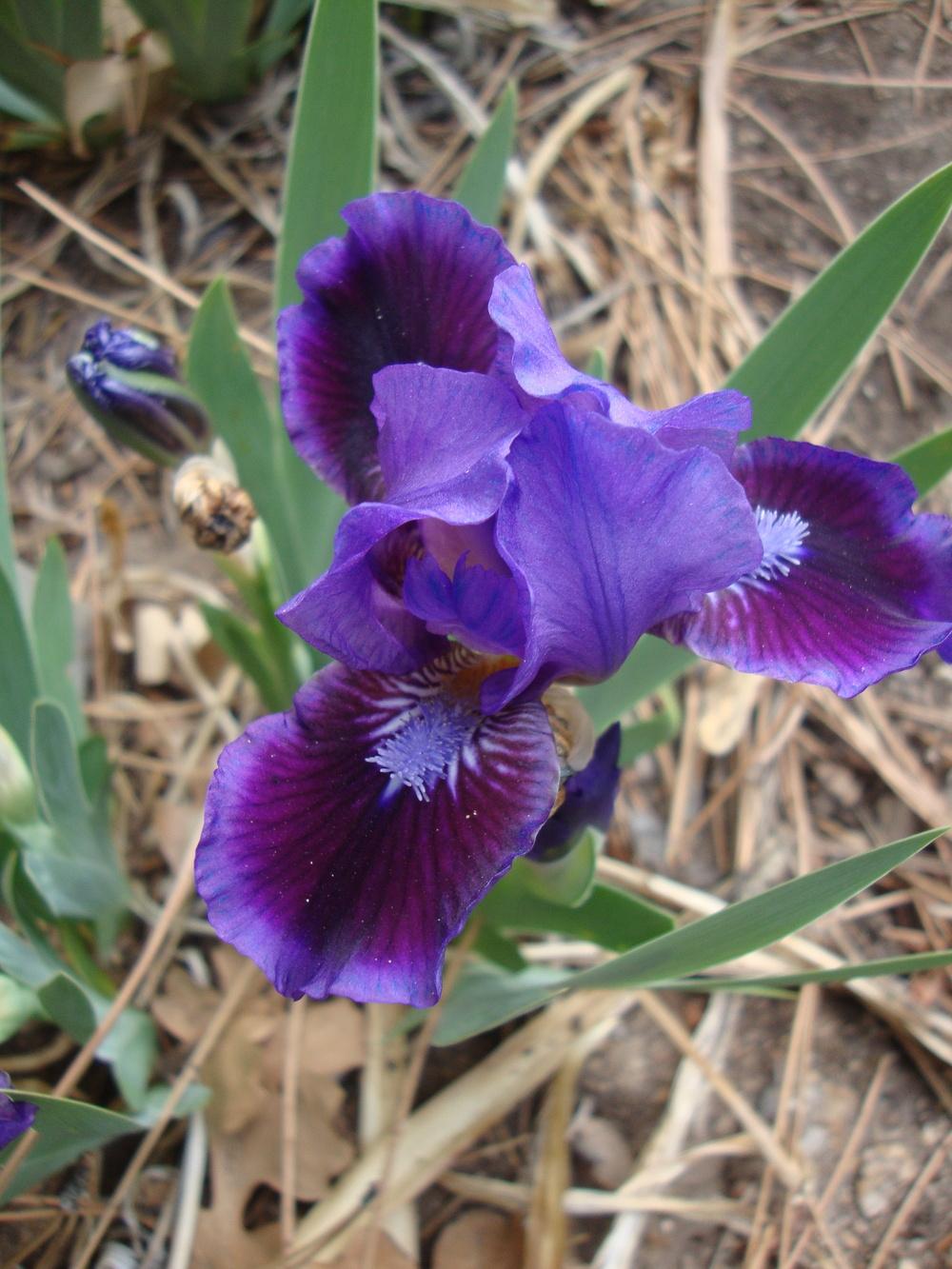Photo of Standard Dwarf Bearded Iris (Iris 'Well Suited') uploaded by Paul2032
