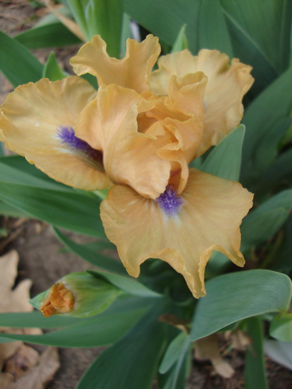 Photo of Standard Dwarf Bearded Iris (Iris 'Decorum') uploaded by Paul2032