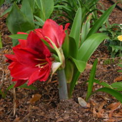 Location: Enterprise, Al. 36330
Date: 2014-04-20
This is the shortest Amaryllis I have, and the blooms tend to fac