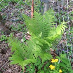 Location: Tennessee
Date: 2014-04-20
Early spring growth