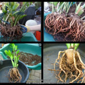 Rootball and close-up of roots and rhizome of ZZ plant