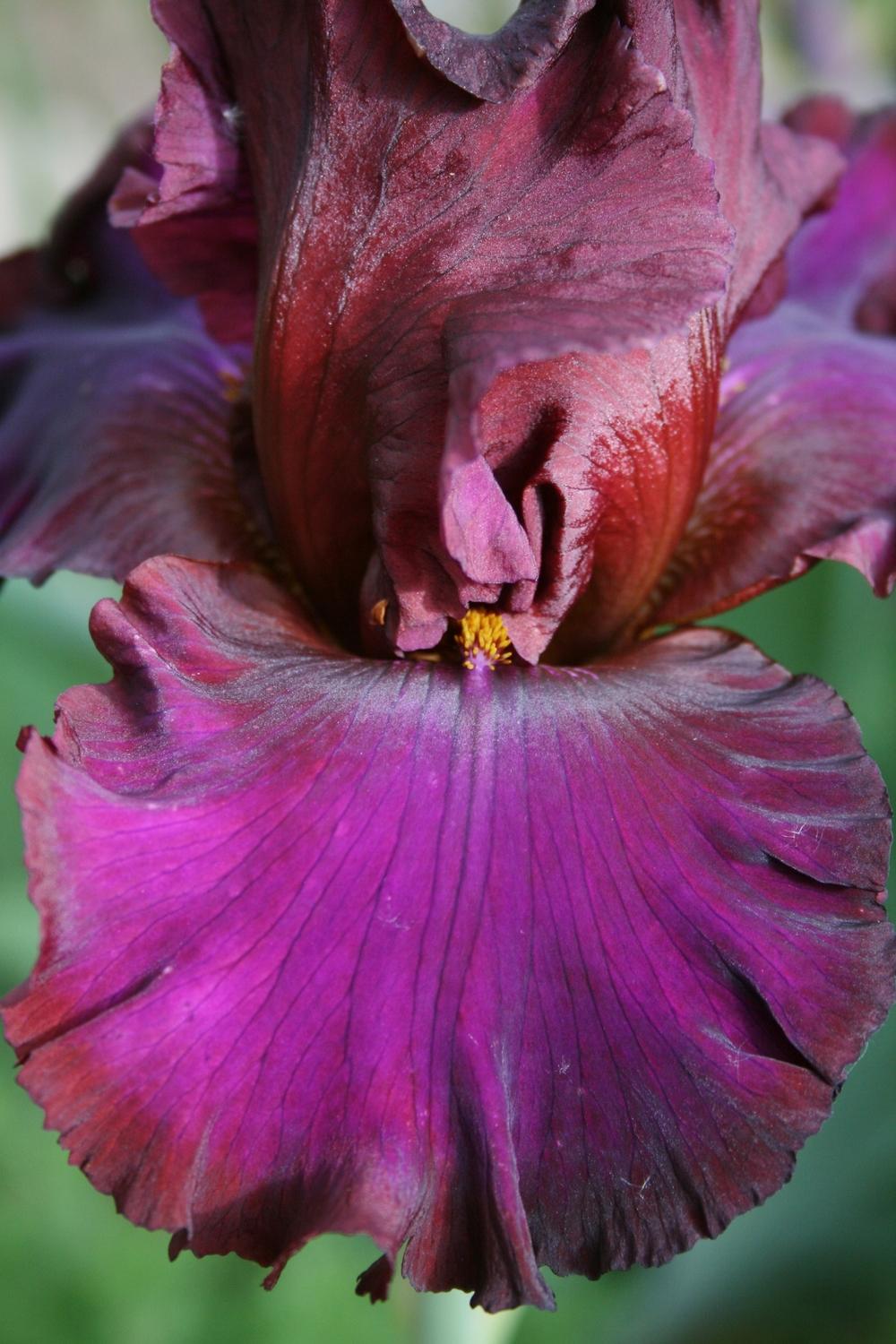 Photo of Tall Bearded Iris (Iris 'Red Handed') uploaded by Calif_Sue