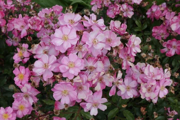 Photo of Rose (Rosa 'Lavender Dream') uploaded by Calif_Sue
