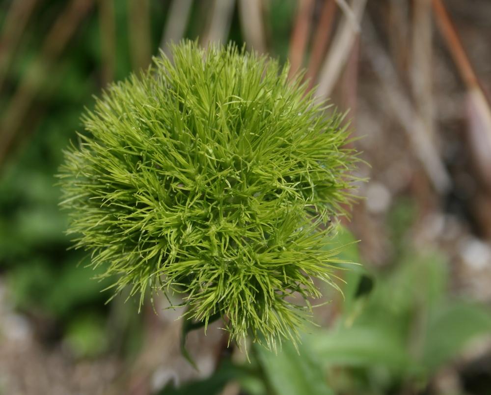 Photo of Dianthus (Dianthus barbatus Green Trick®) uploaded by Calif_Sue