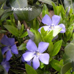Location: Zone 5 Indiana
Date: 2014-04-21
Periwinkle  Creeping Myrtle or Periwinkle. This famous Vinca spre